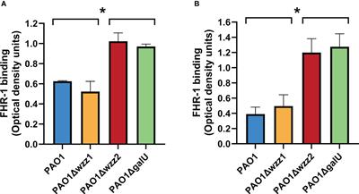 Factor H-related protein 1 promotes complement-mediated opsonization of Pseudomonas aeruginosa